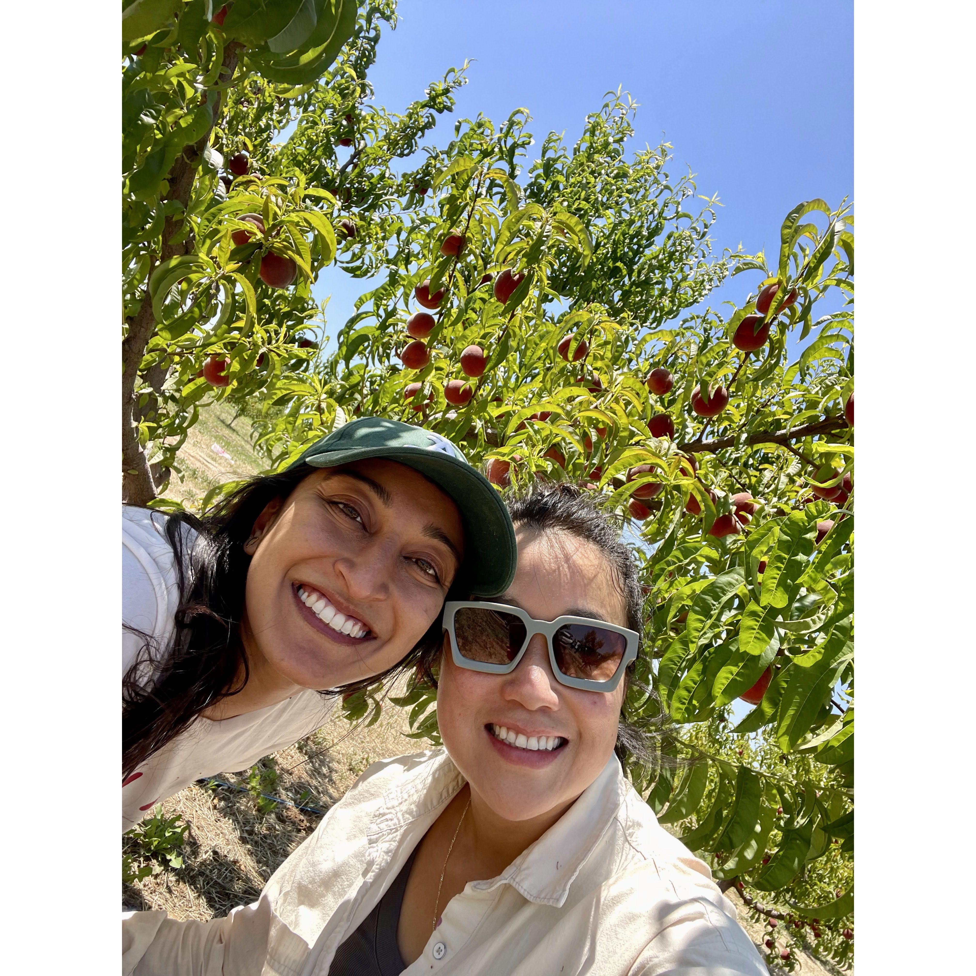 Dragged Nicole fruit picking a month into meeting me ;)