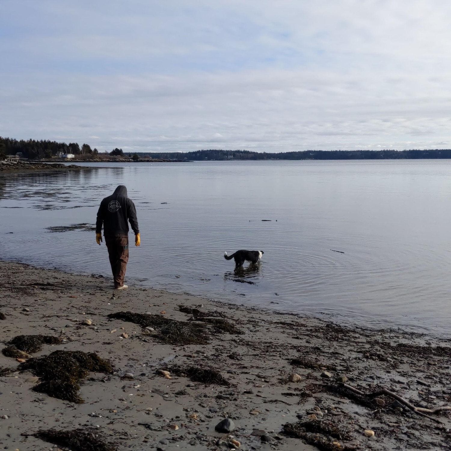 Bosun's first swimming lesson, also in Maine.