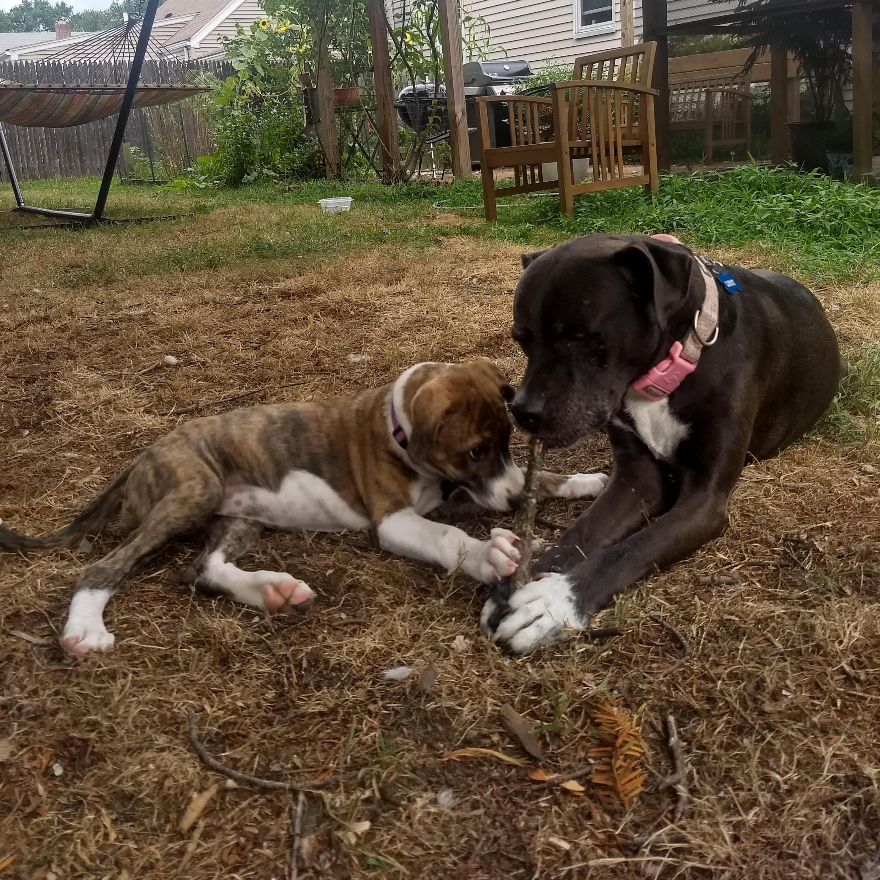 Ruby and Lucy bonding over a stick