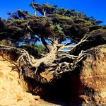 Tree of Life