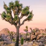 Joshua Tree National Park