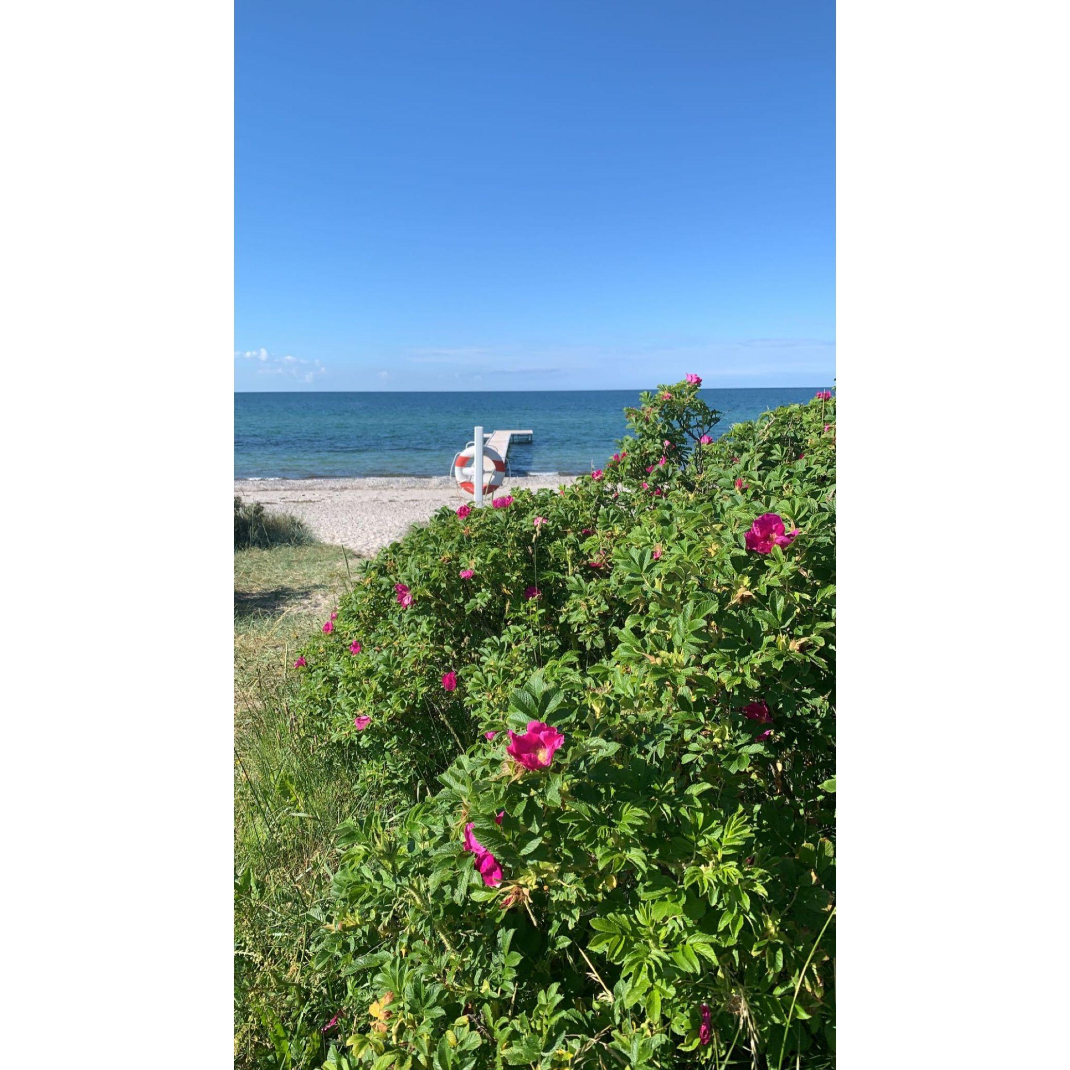 David and Alaina visit David's family's summer house - Denmark, June 2022