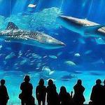 Aquarium Of Boise