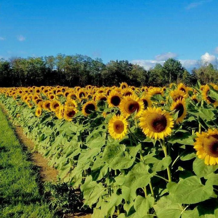 Date: October 17, 2021
Days Dating: #1,245
Location: Holland Ridge Farms
We dragged our (somewhat reluctant) friends to come with us for an afternoon of sunflower picking and apple cider drinking.