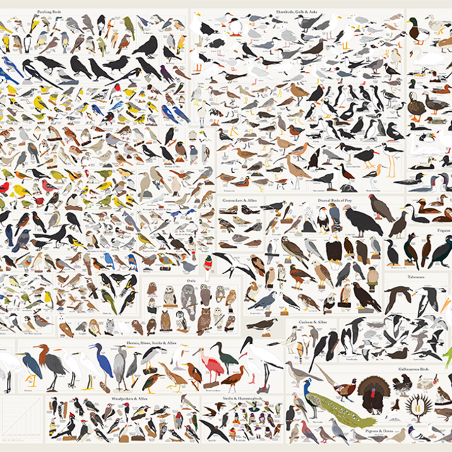 Birds of North America