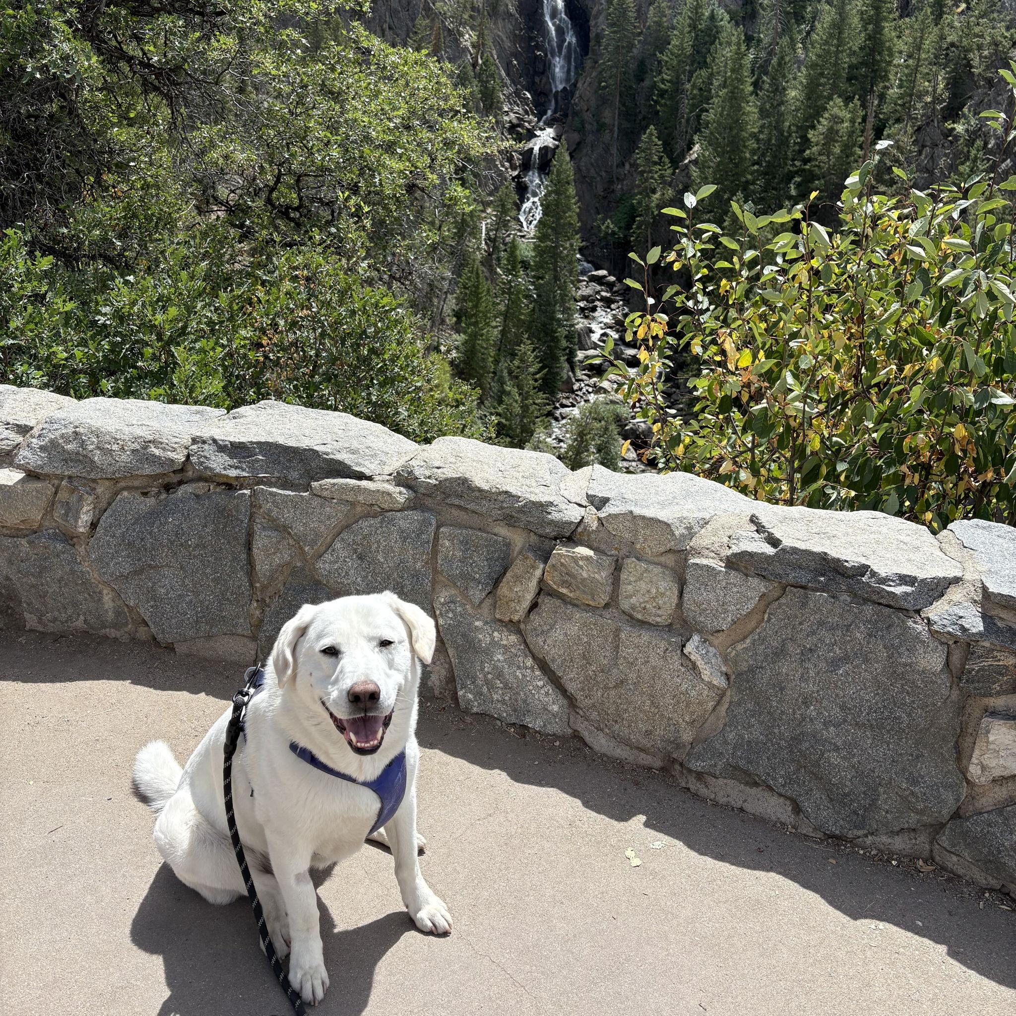 Huck enjoying trails in Steamboat