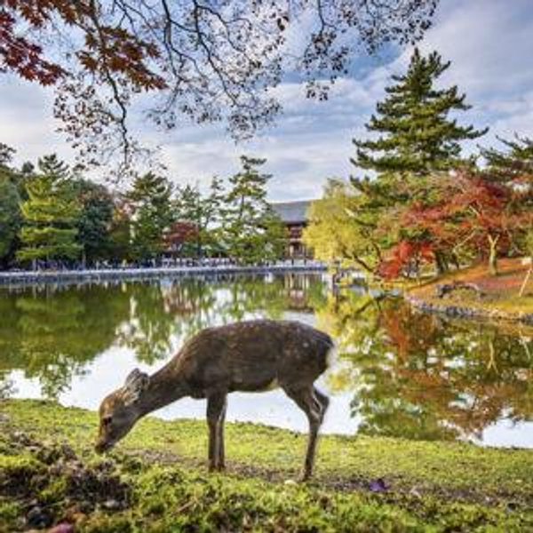 Day Trip to Nara