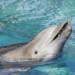 Siegfried & Roy's Secret Garden and Dolphin Habitat