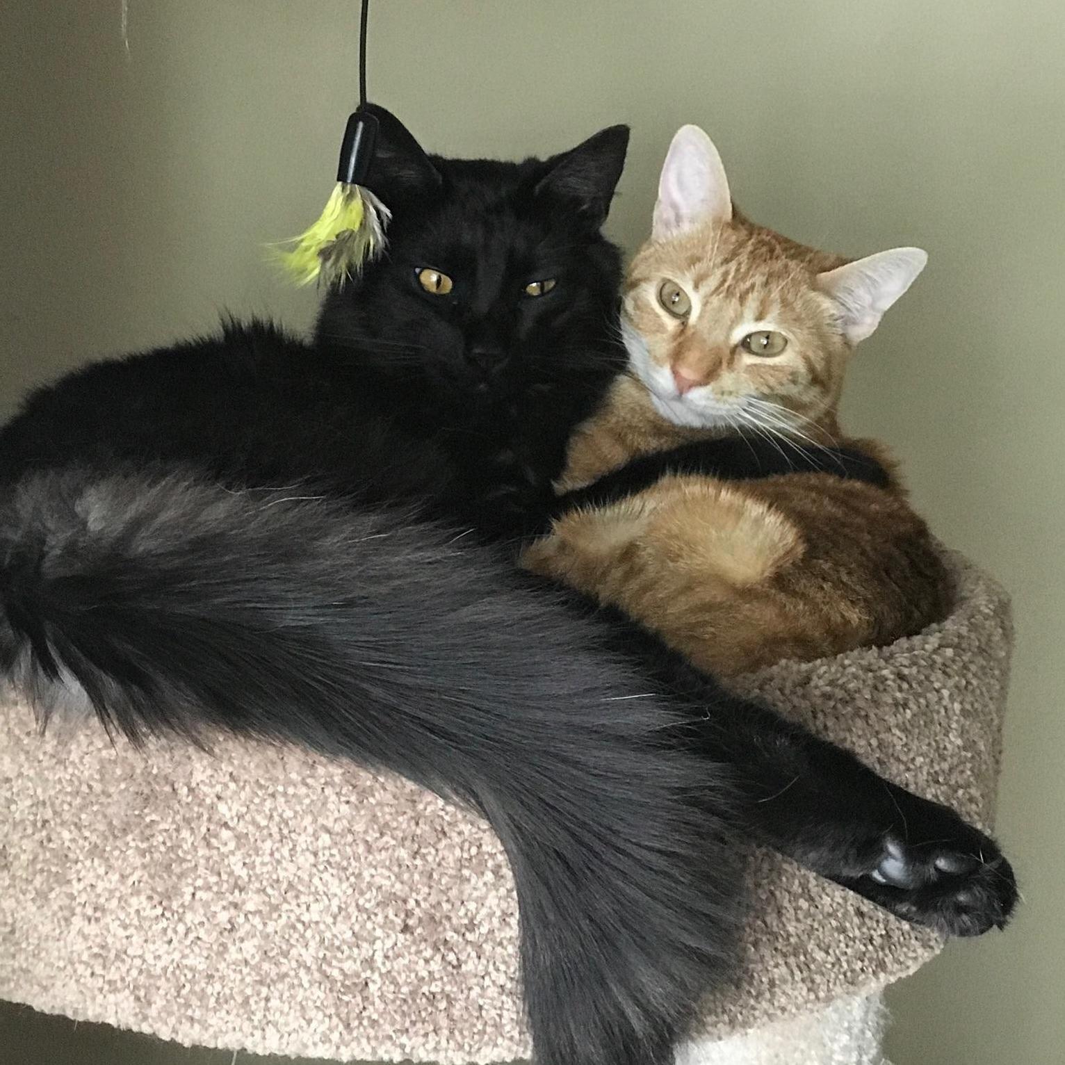 Odin & Toulouse