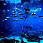 Georgia Aquarium