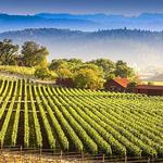 Wine Tasting
