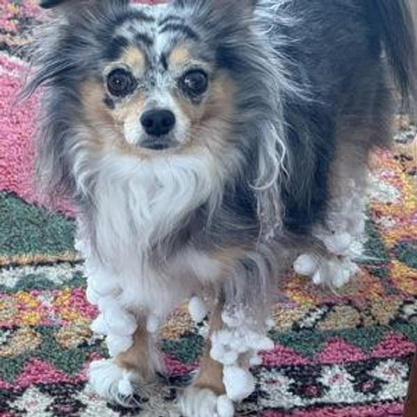 Ziggy Stardust Treats Fund
