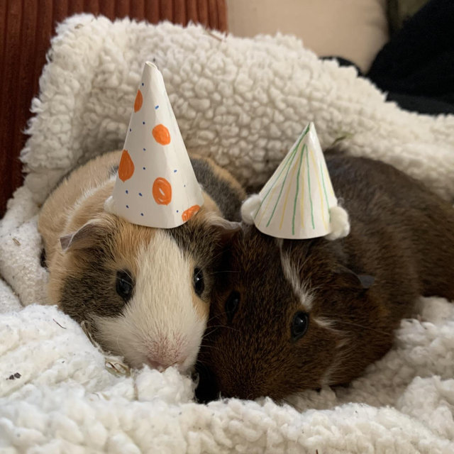 Guinea Pig Treat