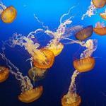 Omaha's Henry Doorly Zoo and Aquarium