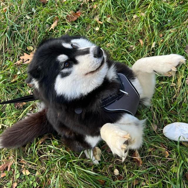 Our Pet Toy Fund