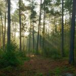 Hitchcock Woods