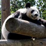 Memphis Zoo