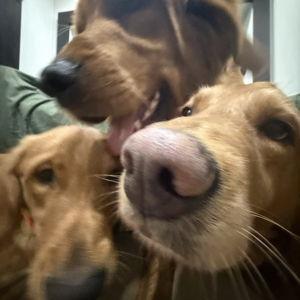 Help board the Branan pups!