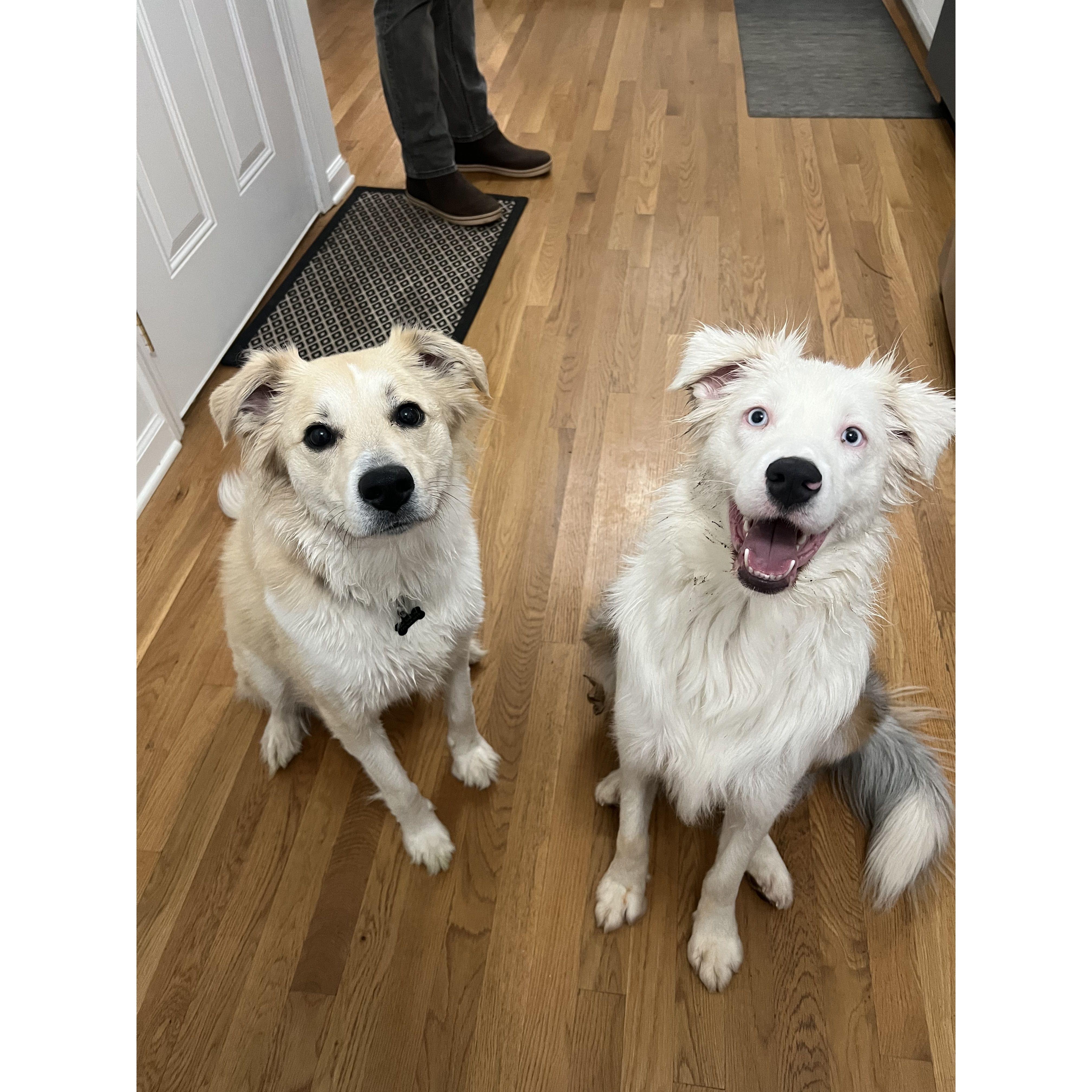 Nellie (left) & Roux (right)