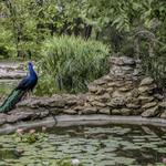 Mayfield Park and Nature Preserve
