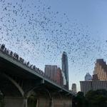 Congress Avenue Bridge