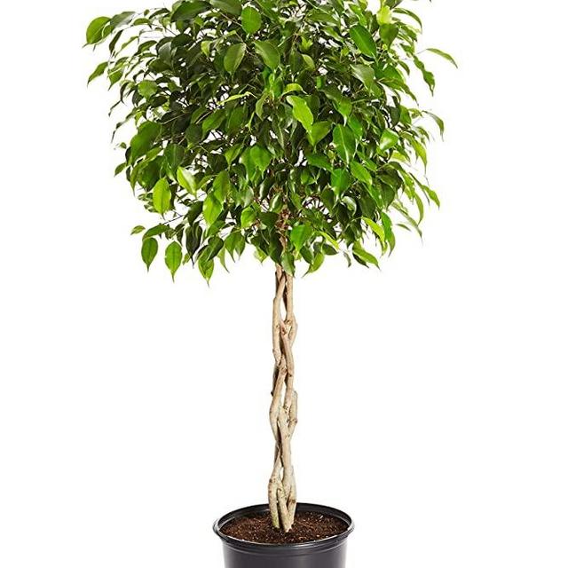 Benjamina Ficus Tree- Unique Potted Tree, Perfect as a Patio Plant or Indoor Tree | No Shipping to AZ (3-4 ft.)