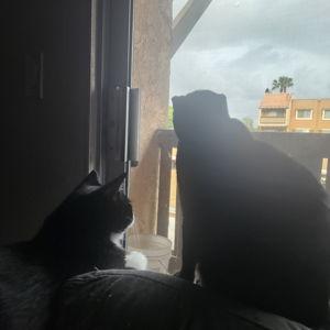 Catio Upgrade/Cat Net