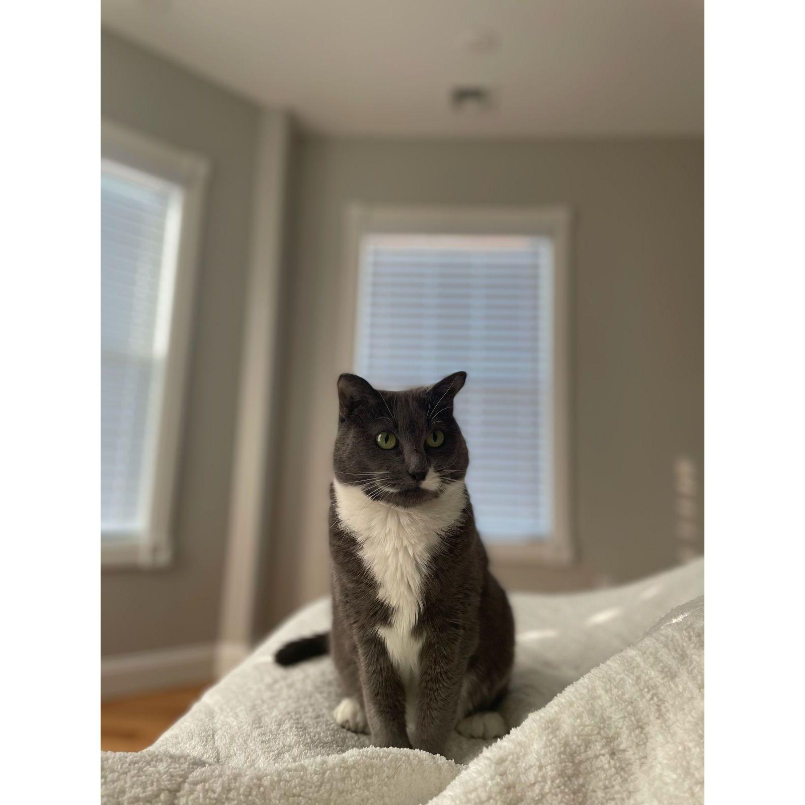 Our furry child Beth is the center of our universe. We brought her home in 2017 and are so lucky she adopted us as her pawrents. 