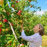 Melick's Town Farm - Oldwick Cider Mill & Orchard