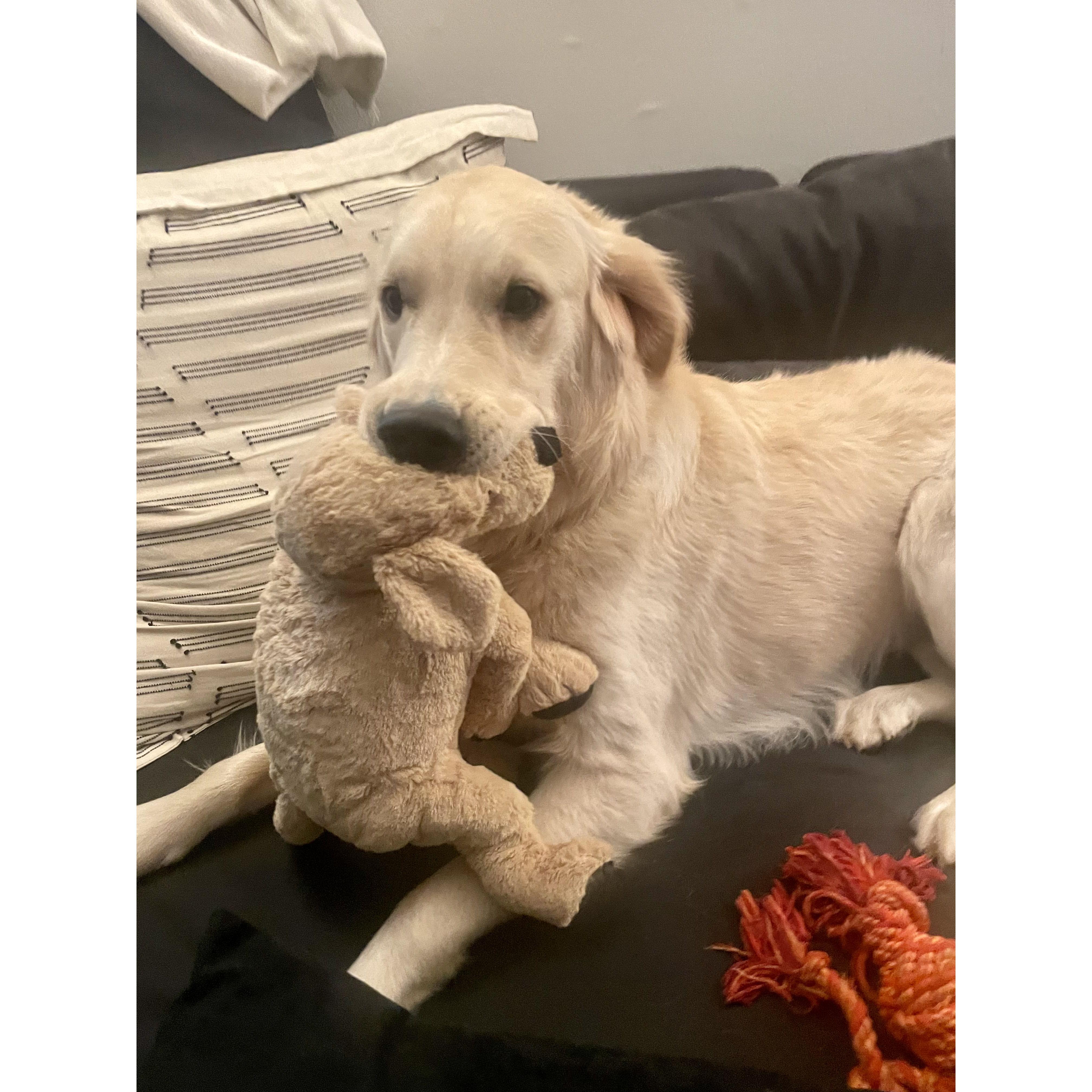 This is "guy", a gold retriever stuffed animal from IKEA. He's one of our favorites.