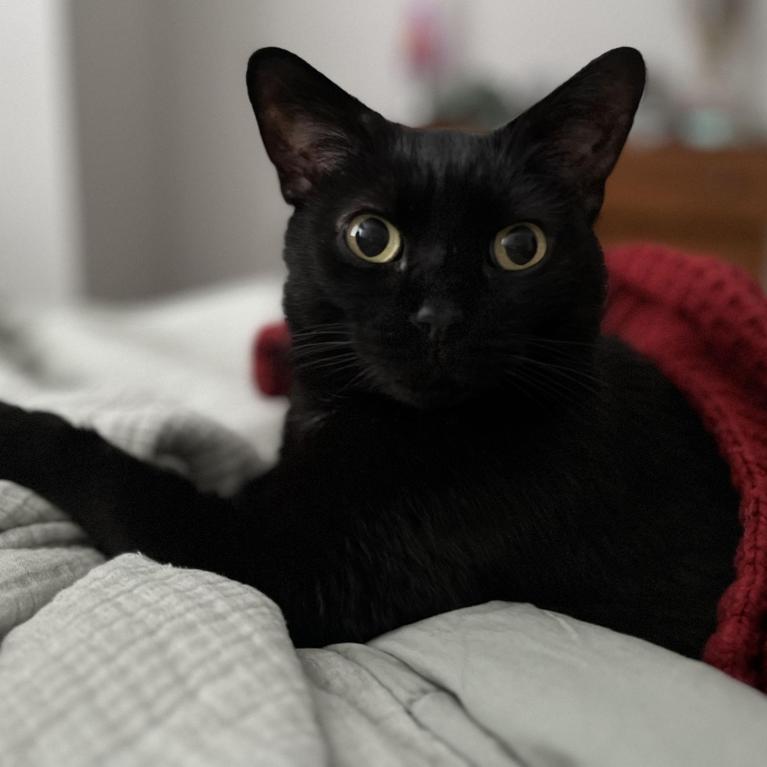 Our Mocha bean <3