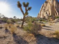 Hiking at Joshua Tree National Park