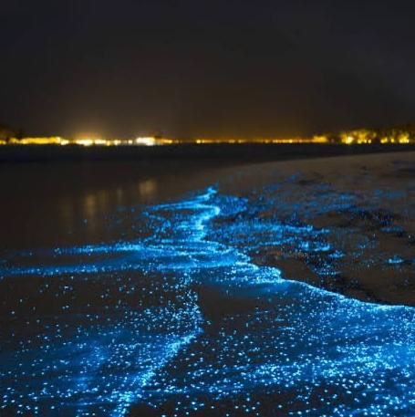 Bioluminescent Bay Kayaking Trip