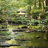 Montgomery Bell State Park