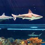 National Aquarium