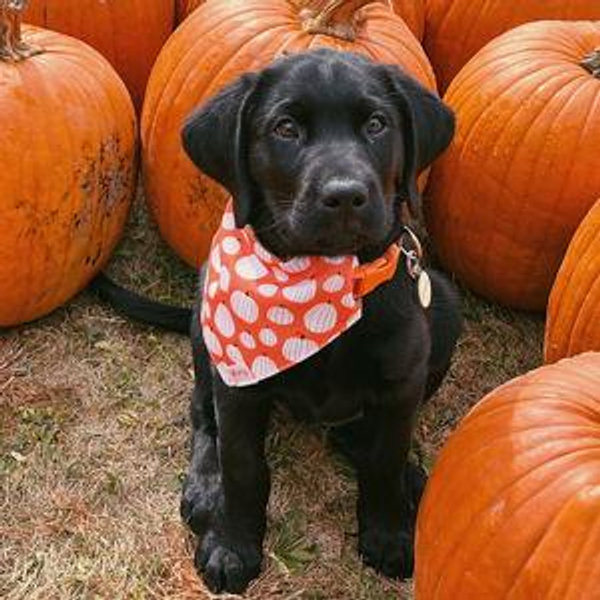 Treats for Dakota