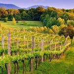 Local Wineries
