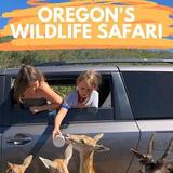 Wildlife Safari
