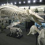 Museum of Osteology