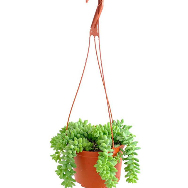 Shop Succulents Burro's Tail Hanging Succulent, Sedum morganianum, Fully Rooted Live 6" Succulent Plant with Hanger, Low Maintenance Indoor Plant, Trailing Succulents, Gift & Garden