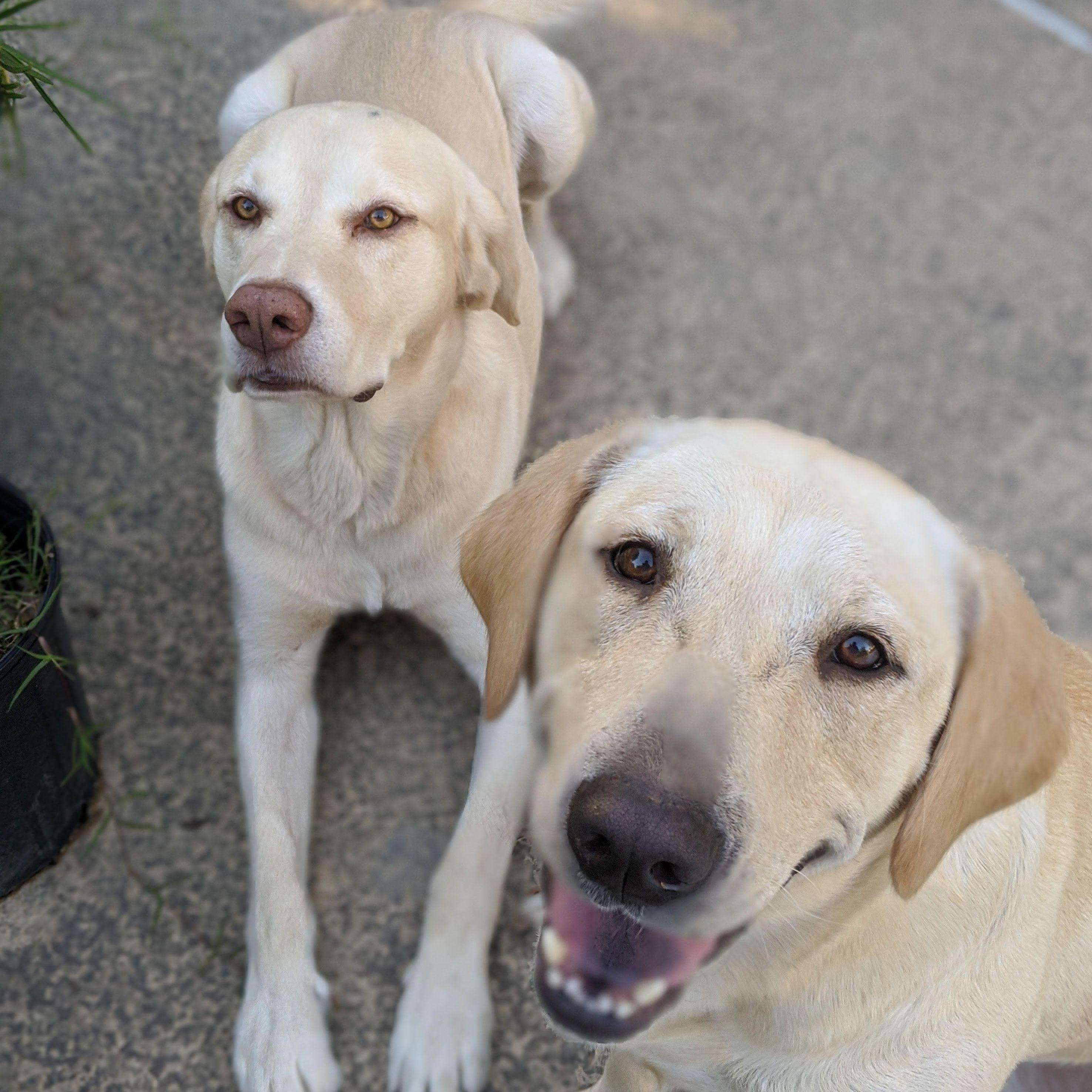 April 2020 - Duke and Dutchess being adorable