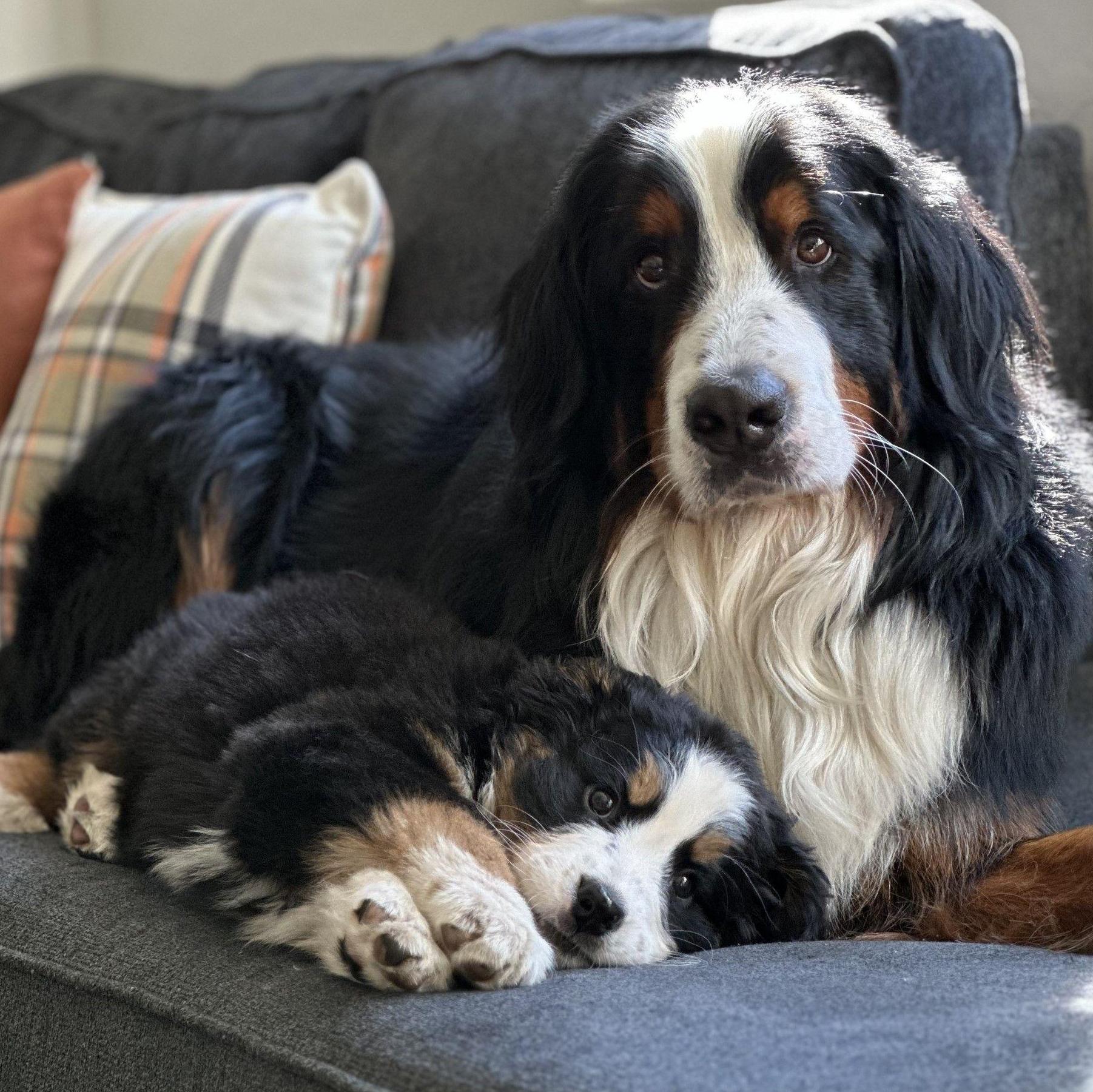 Appa and Azula (2023)