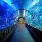 Shark Reef Aquarium at Mandalay Bay