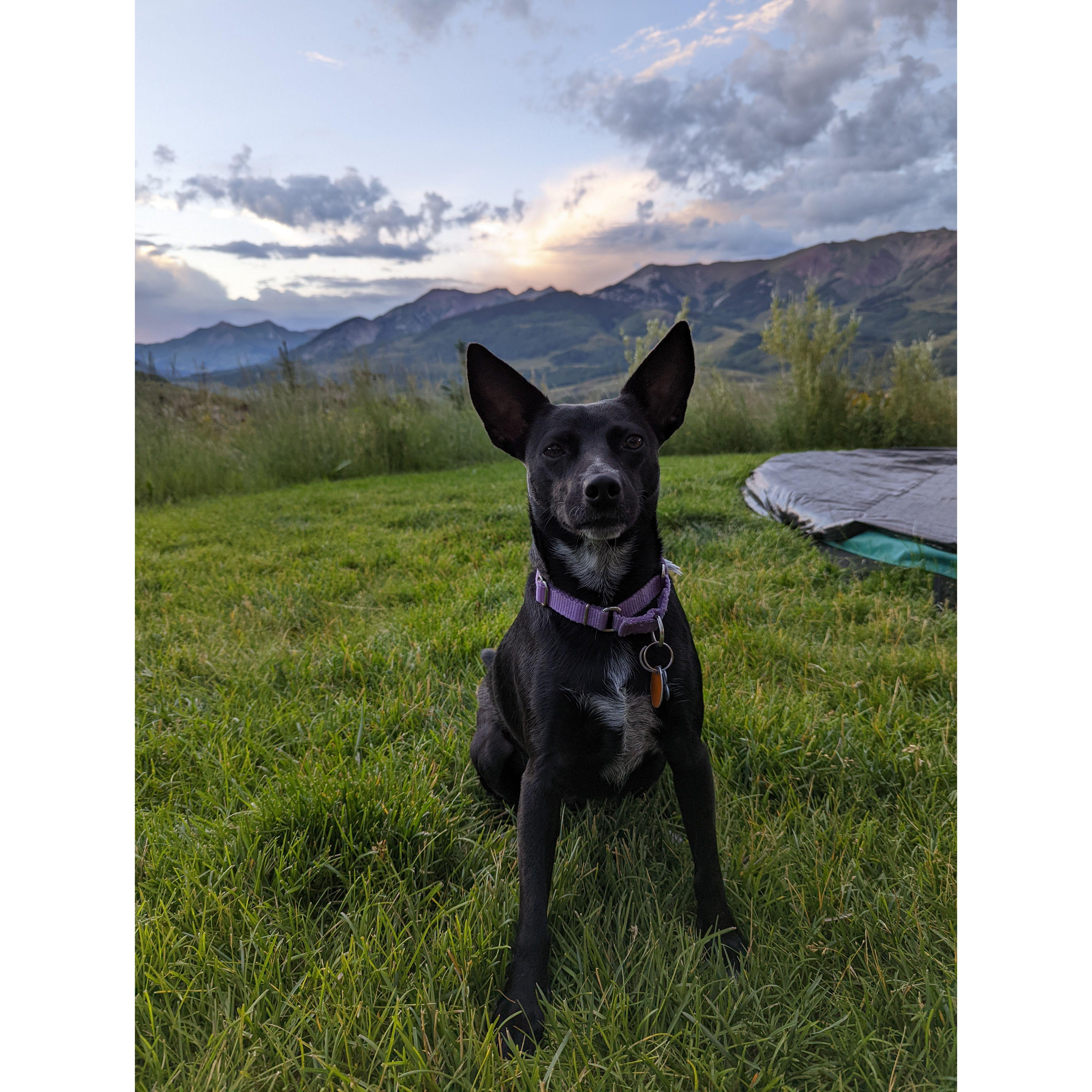 Ellie posing for the camera, enjoying some off lead time in Crested Butte. Shortly after this photo was taken, Ellie decided to take a stroll on her own while Amanda and Spencer chased after her.