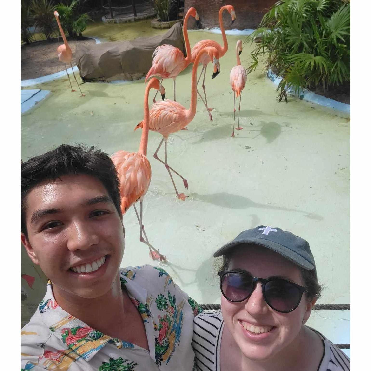 These flamingos were below the bird aviary we went through on our way out. Fun fact: Nick was planning to propose at this port, but there wasn't a time where our family was picking up on his hints!