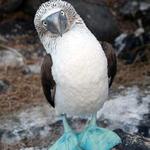 Galapagos Islands