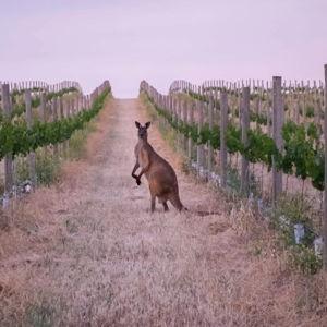 Honeymoon - Barossa Valley Vineyard Tour