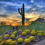 Desert Botanical Garden
