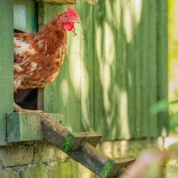 Alec's Chicken Coop Dream ;)