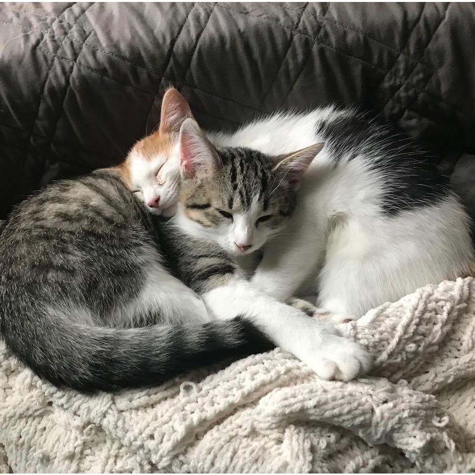 Our kittens